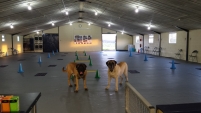 Norbreck Canine Centre. The North East Dog Training & Activity Centre for Northumberland & Newcastle